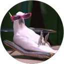 Strona Główna Alicja Przybylska profile picture